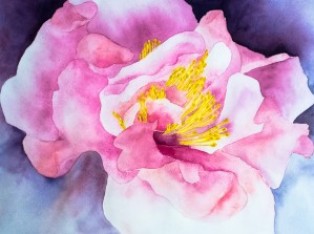 Hibiskusblüte (gerahmt; 60x48 cm, privat)